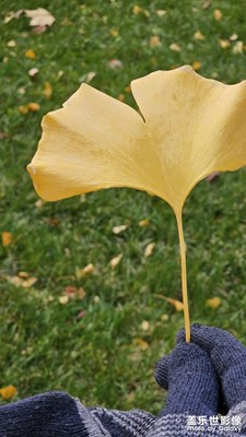 【見微知著】+可做壁紙的滿地銀杏