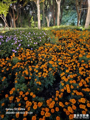 【見微知著】+冬季夜晚的花