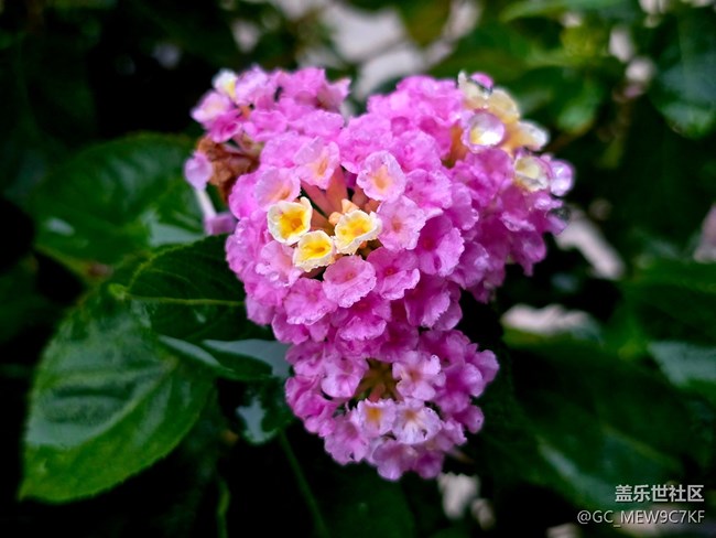 #秋天的道路——花