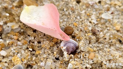 【見微知著】沙灘邊