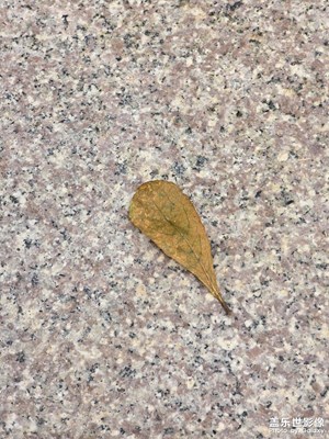 【見微知著】廣東的秋天