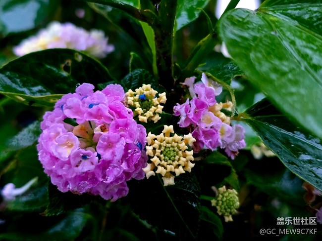 #秋天的道路——花