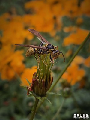 【見微知著】大黃蜂