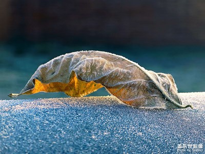 【見(jiàn)微知著】冷霜晨葉