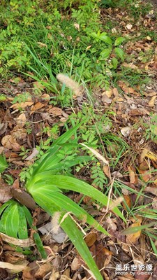 【斑斕蕭瑟】+ 初冬色彩