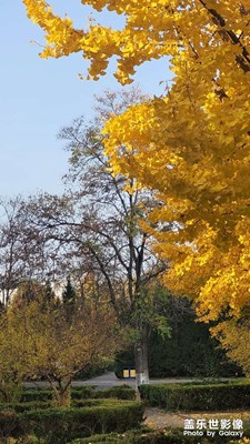 石家莊某校園銀杏樹(shù)