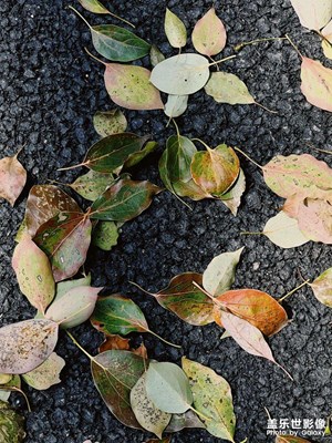 【見微知著】落葉