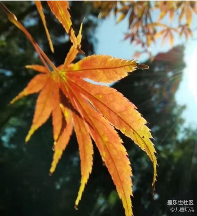 【秋意濃】楓葉