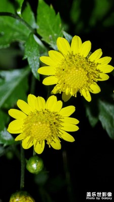 【斑斕蕭瑟】+ 秋冬風(fēng)光