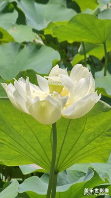 出淤泥而不染，潔如白蓮!