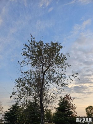 [斑斕蕭瑟]秋風(fēng)中的樹