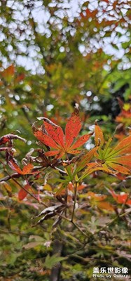 紅黃綠集一體的葉子