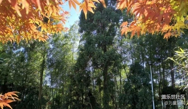 【秋意濃】楓葉