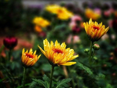 【斑斕蕭瑟】+賞菊