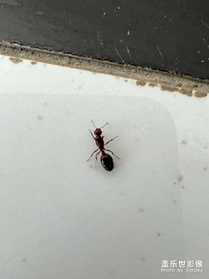 【見微知著】小螞蟻