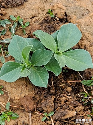 【斑斕蕭瑟】+ 秋冬菜地