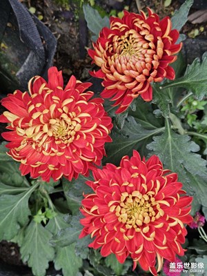 【身邊的風(fēng)景】秋天的尾巴