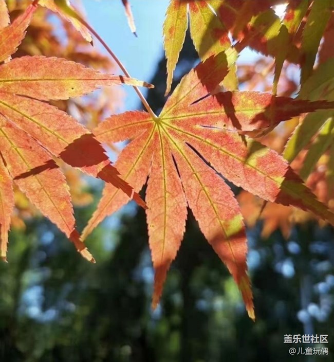 【秋意濃】楓葉