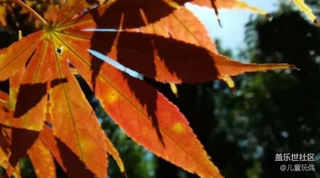 【秋意濃】楓葉