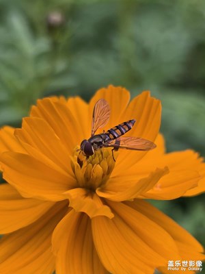 【見微知著】食蚜蠅