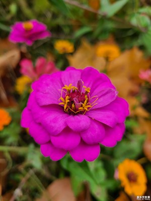 【見微知著】繁花