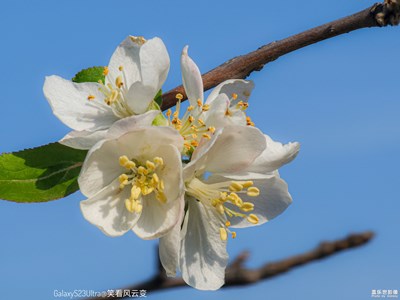 GalaxyS23Ulltra 秋海棠（一）