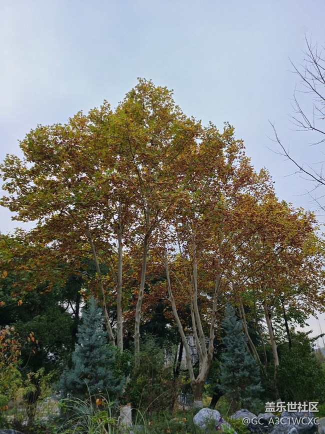 【秋意濃】+濃濃秋意