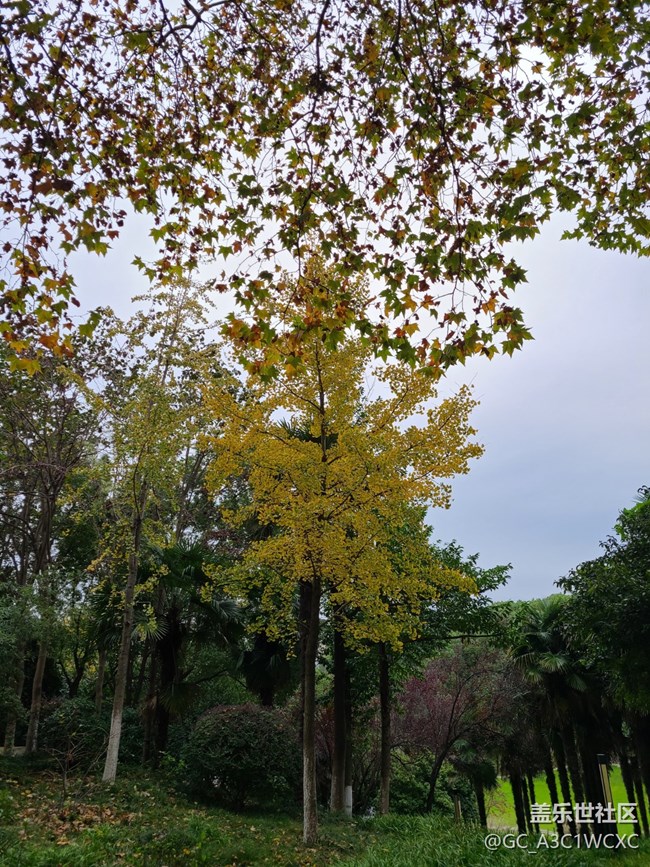 【秋意濃】+濃濃秋意