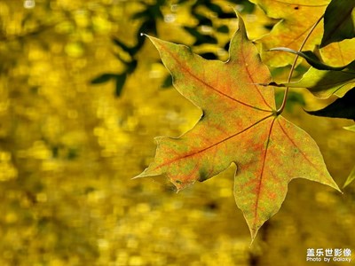 【斑斕蕭瑟】美麗秋色