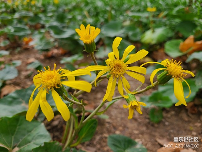 【秋意濃】+濃濃秋意