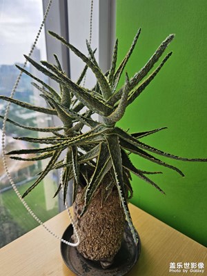 【 見(jiàn)微知著 】+ 靜下來(lái)看看植物