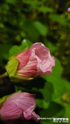 【見微知著】紅艷艷