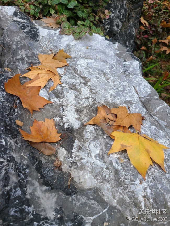 【秋意濃】+濃濃秋意