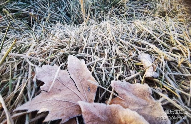 【秋意濃】清晨