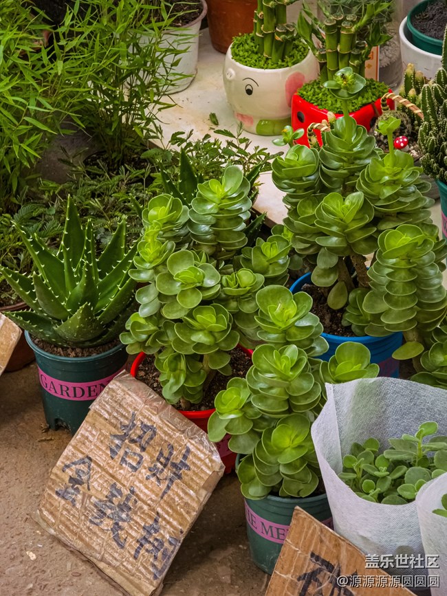 【AI在花鳥間】 武漢星部落線下活動(dòng)總結(jié)貼