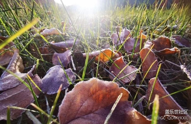 【秋意濃】清晨