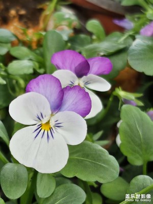 【見(jiàn)微知著】花