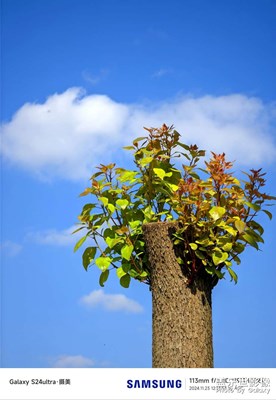 【斑斕蕭瑟】+秋末冬初