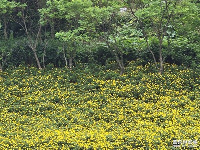 【斑斕蕭瑟】+ 秋末的模樣