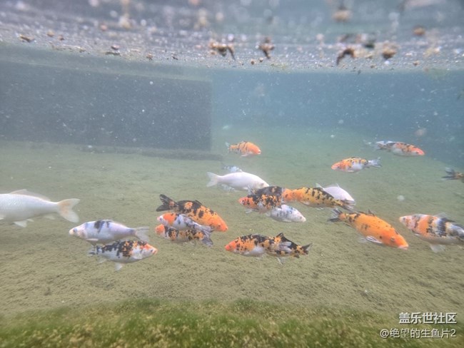 【濟(jì)南星部落】11月23日濟(jì)南星部落線下活動(dòng)之泉城fold6品鑒會(huì)