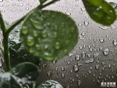 【見微知著】綠葉下的水珠