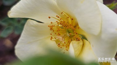 【見(jiàn)微知著】月季