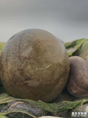 【斑斕蕭瑟】+初冬的黃河濕地公園