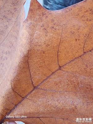 見微知著  三星手機下的落葉