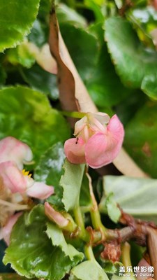 【 見微知著 】+螞蟻住進花朵家