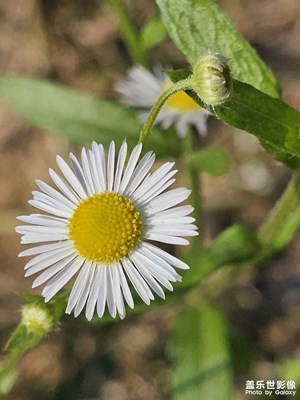 【見微知著】冬日的小花