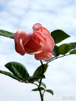 【見微知著】一花一物一視界