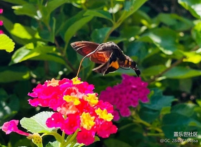 【秋暮冬初】蝶戀花