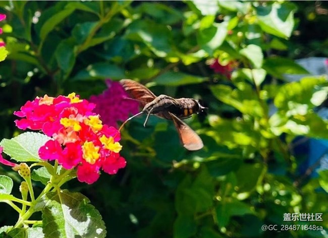 【秋暮冬初】蝶戀花