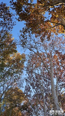 【斑斕蕭瑟】+ 殘花落葉